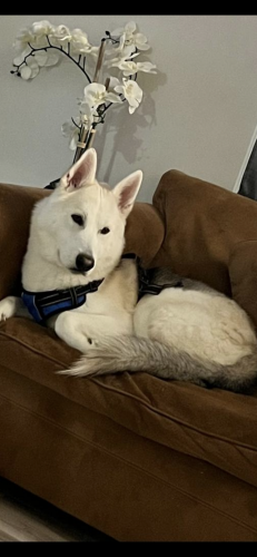Lost Male Dog last seen Towns of forest hills, Dale City, VA 22193
