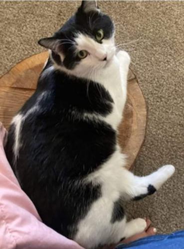 Lost Male Cat last seen Uncer and Cherry, Rio Rancho, NM 87144
