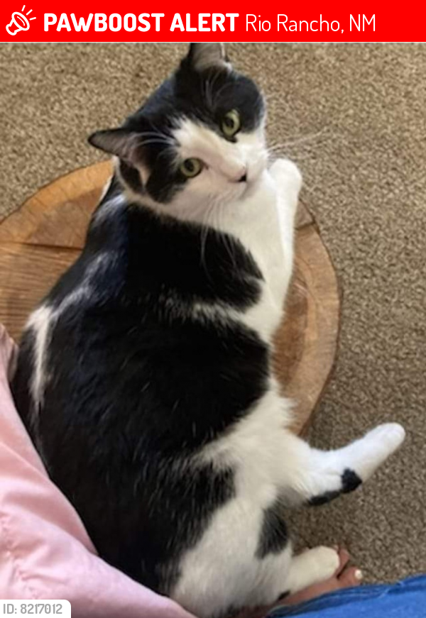 Lost Male Cat last seen Uncer and Cherry, Rio Rancho, NM 87144
