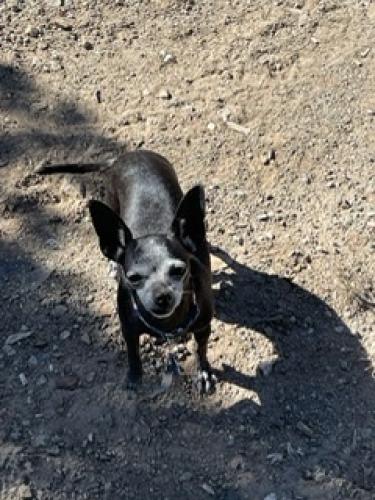 Lost Female Dog last seen Harrison/Rachel , Rio Rancho, NM 87144