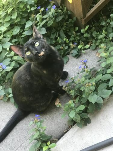 Found/Stray Unknown Cat last seen Princeton and Vassar SE, Albuquerque, NM 87106