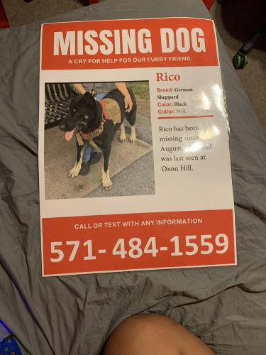 Lost Male Dog last seen Black hawk drive, Oxon Hill, MD 20745