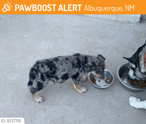 Found/Stray Unknown Dog last seen Gibson and Unser , Albuquerque, NM 87121