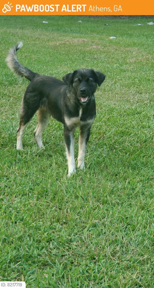 found-stray-dog-in-athens-ga-30601-id-8217719-pawboost