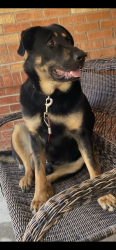 Lost Male Dog last seen Childrens hosp, Aurora, CO 80011