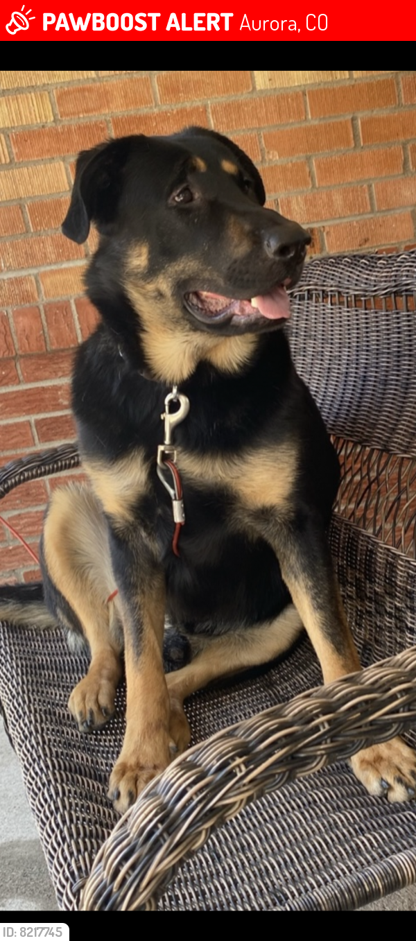 Lost Male Dog last seen Childrens hosp, Aurora, CO 80011