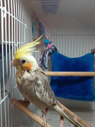 Lost Male Bird last seen Timber Hollow Ln and Forrest Hollow Ln , West Springfield, VA 22152