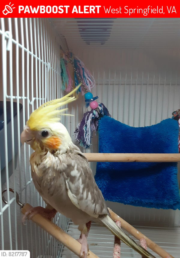 Lost Male Bird last seen Timber Hollow Ln and Forrest Hollow Ln , West Springfield, VA 22152
