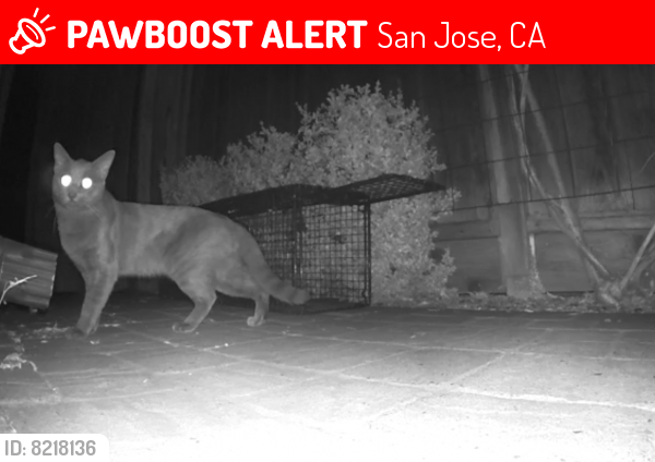 Lost Male Cat last seen Newport Ave & Sandra Ave, San Jose, CA 95125