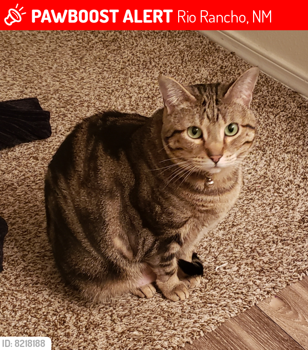 Lost Female Cat last seen Pumice Dr and 7th st , Rio Rancho, NM 87124
