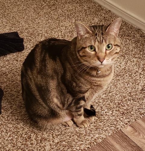 Lost Female Cat last seen Pumice Dr and 7th st , Rio Rancho, NM 87124