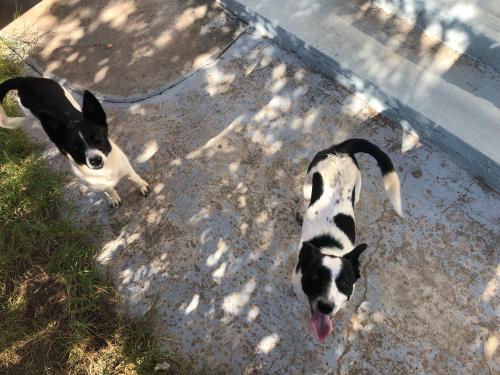 Found/Stray Unknown Dog last seen Pedroncelli and Griegos, Albuquerque, NM 87107