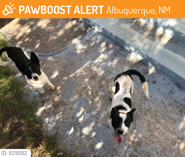 Found/Stray Unknown Dog last seen Pedroncelli and Griegos, Albuquerque, NM 87107