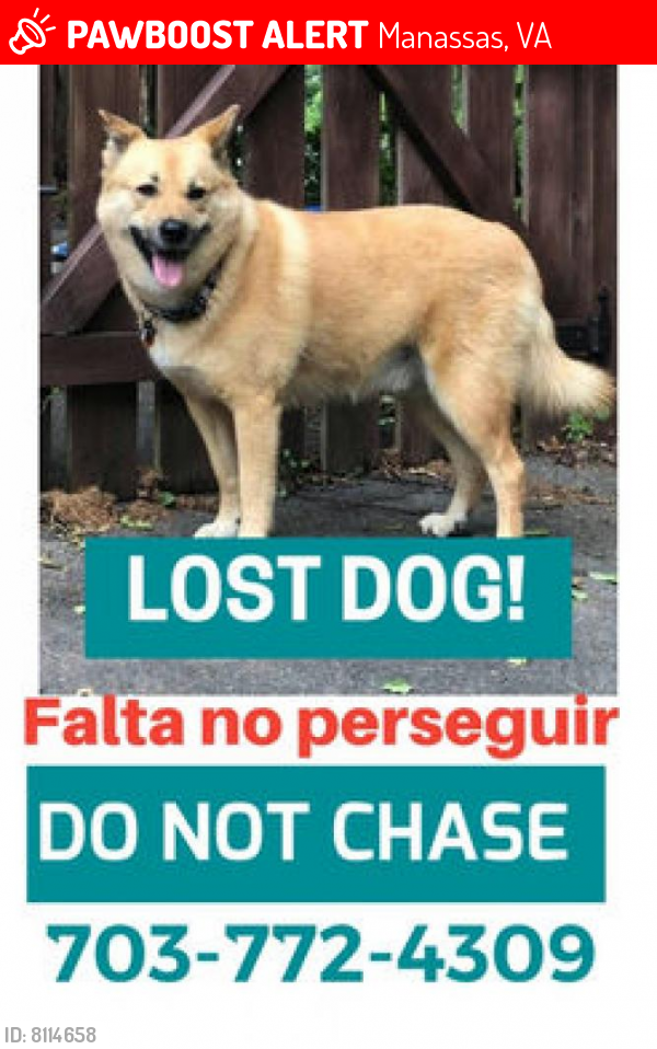 Lost Male Dog last seen Lucasville Rd and Lomax Forest Dr , Manassas, VA 20112