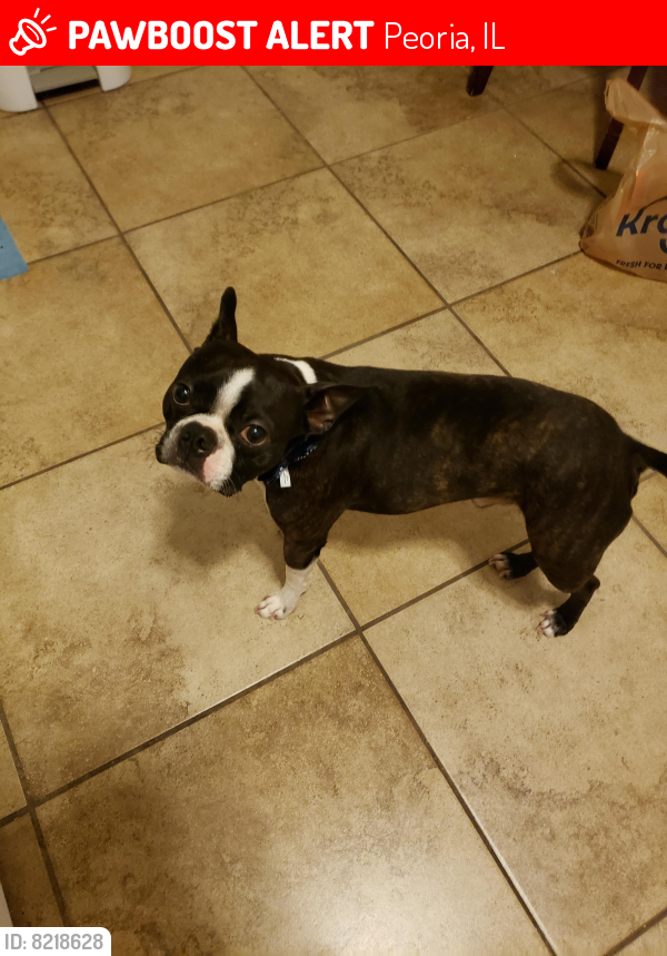 lost-male-dog-in-peoria-il-61604-named-royal-id-8218628-pawboost