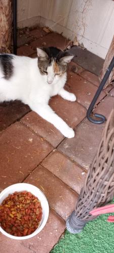 Found/Stray Unknown Cat last seen Copperstone and 134th Ave, SCW, Sun City West, AZ 85375
