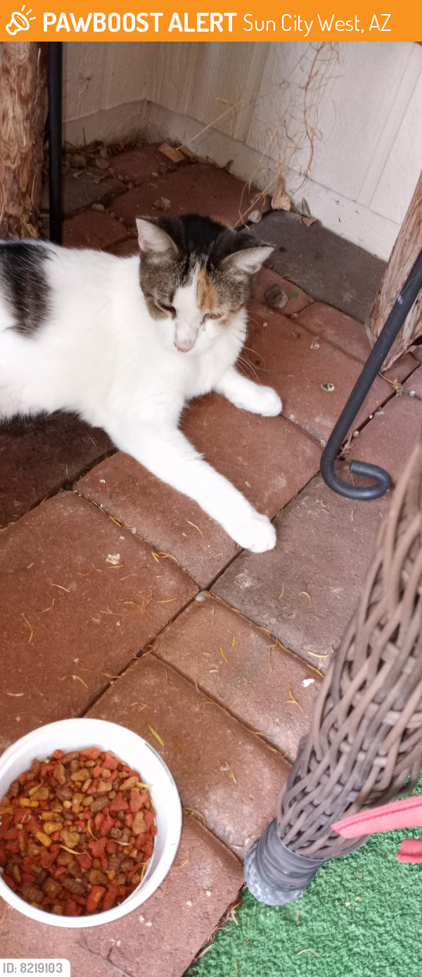 Deceased Unknown Cat last seen Copperstone and 134th Ave, SCW, Sun City West, AZ 85375