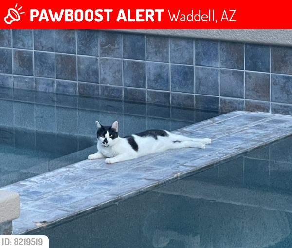 Lost Female Cat last seen 185th and 183rd, Waddell, AZ 85355