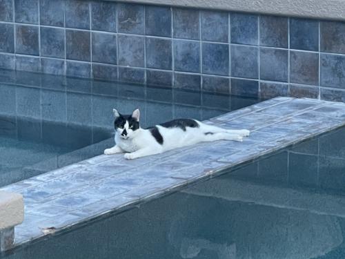 Lost Female Cat last seen 185th and 183rd, Waddell, AZ 85355