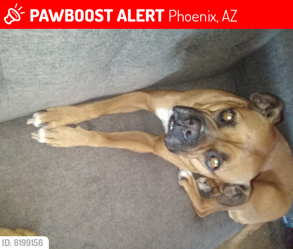 Lost Female Dog last seen Near and Drexel , Phoenix, AZ 85042