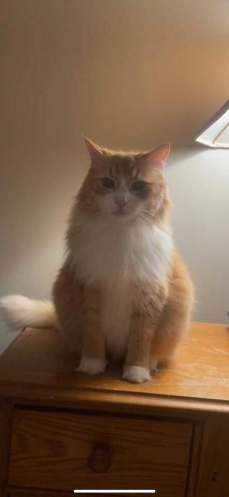 Lost Male Cat last seen Oak Park apmts , Reston, VA 20190