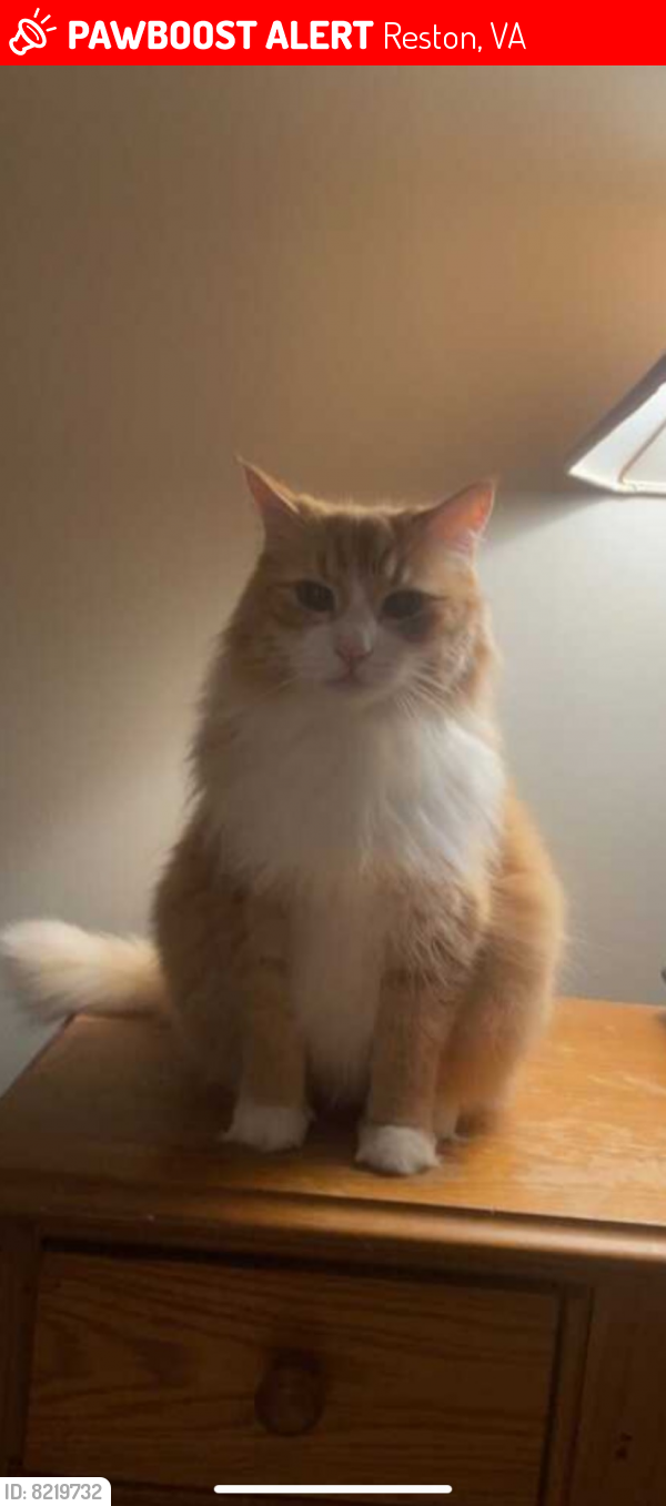 Lost Male Cat last seen Oak Park apmts , Reston, VA 20190
