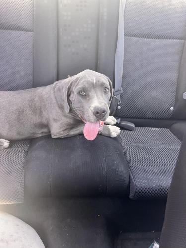 Found/Stray Male Dog last seen Unser and west side , Rio Rancho, NM 87124