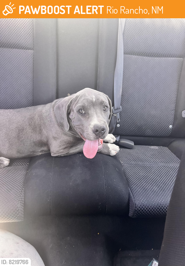 Rehomed Male Dog last seen Unser and west side , Rio Rancho, NM 87124