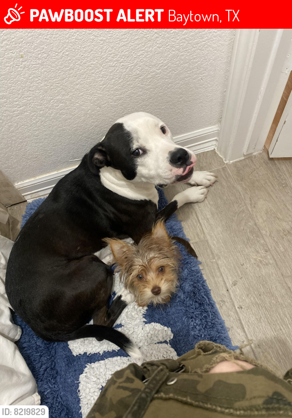 Lost Female Dog last seen Sequoia & Seminole St, Baytown, TX 77521