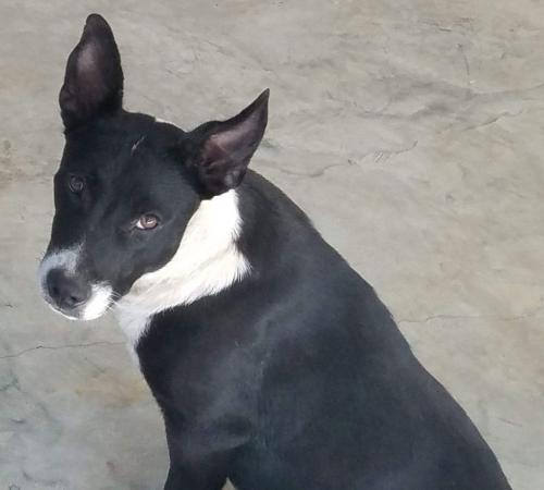 Lost Female Dog last seen Ranchland Rd., Belden, MS, Pontotoc County, MS 38826