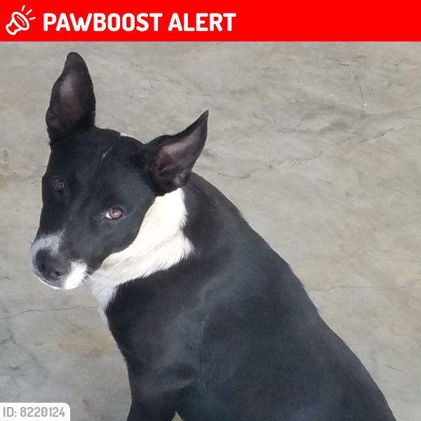 Lost Female Dog last seen Ranchland Rd., Belden, MS, Pontotoc County, MS 38826