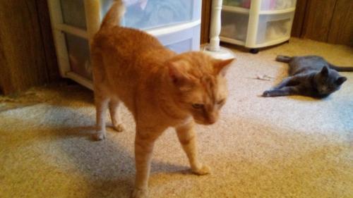 Lost Male Cat last seen Duane and Hobart Aves., Jacksonville, FL 32218