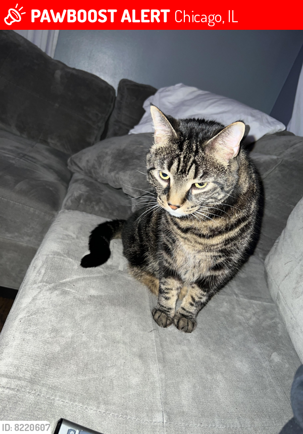 Lost Male Cat last seen Ottawa and forest preserve ave, Chicago, IL 60634