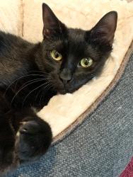 Lost Female Cat last seen Tezel and Rustling Breeze , San Antonio, TX 78254