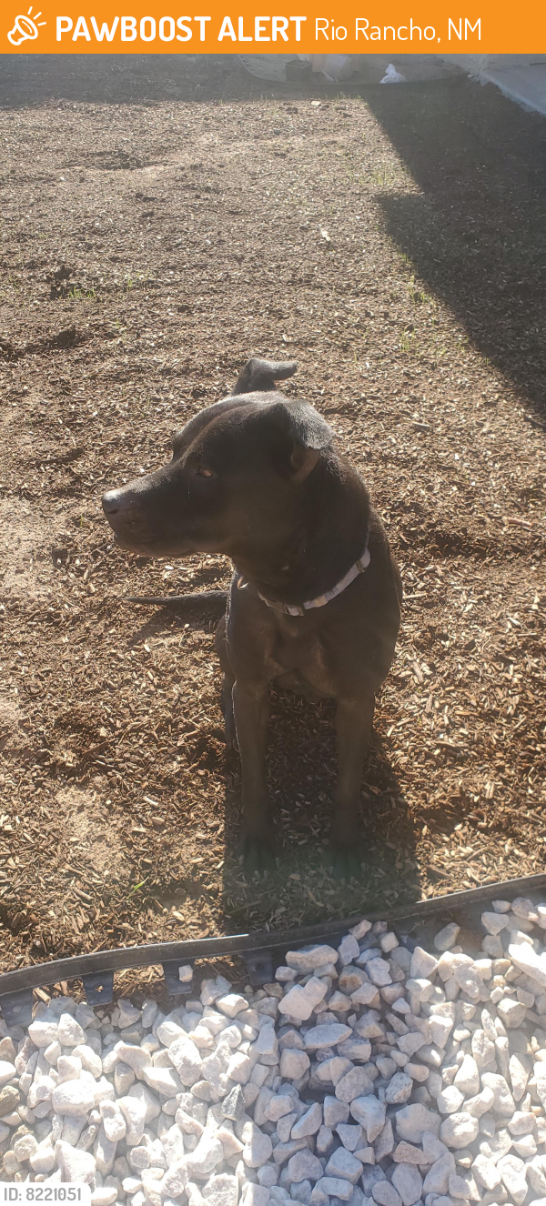 Found/Stray Male Dog last seen Off the 550 Highway outside of Bernalillo, Rio Rancho, NM 87144