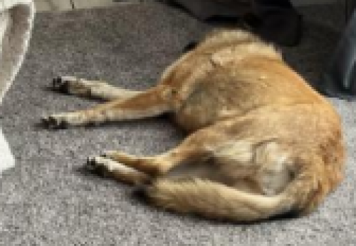 Found/Stray Female Dog last seen  may circle southeast 33000, Rio Rancho, NM 87124