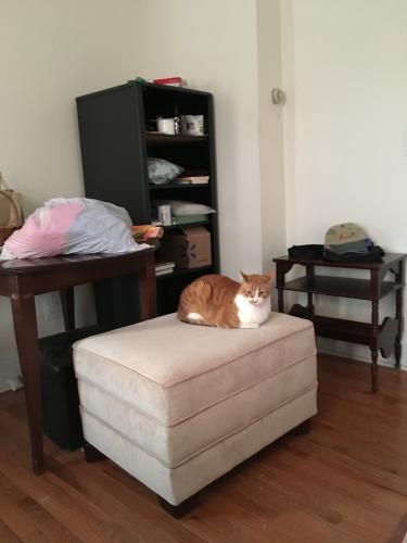 Lost Male Cat last seen O’Brien and Burgoyne, Fort Edward, NY 12828