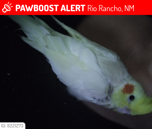 Lost Male Bird last seen Cattle Dr and Inca, Rio Rancho, NM 87144