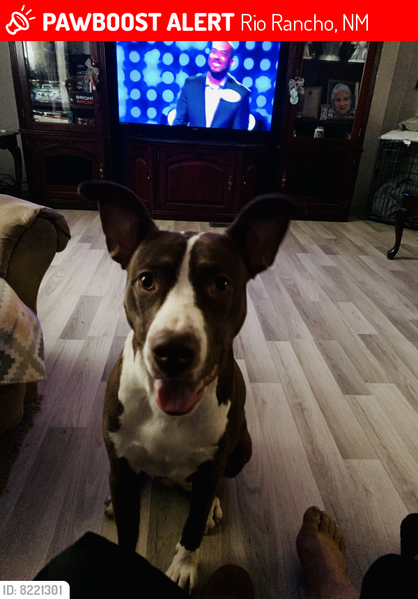 Lost Female Dog last seen Southern Blvd and 17th Street SW, Rio Rancho, NM 87124