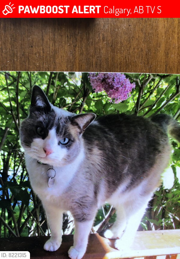 Lost Male Cat last seen Palliser Dr and Palisprior Rd, Calgary, AB T2V 3S2