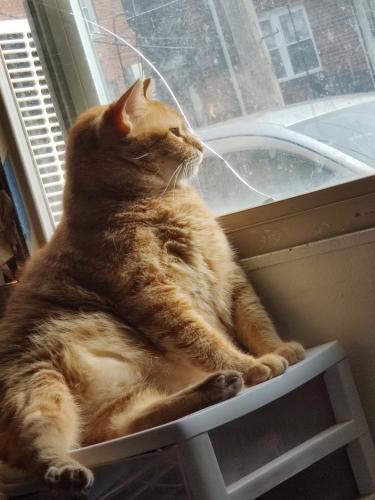 Lost Male Cat last seen 35th ST NE AND BLADE AND CLAY ST , Washington, DC 20019