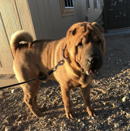 Lost Male Dog last seen Interstate 10 and Route 66, Albuquerque, NM 87105