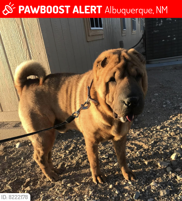 Lost Male Dog last seen Interstate 10 and Route 66, Albuquerque, NM 87105