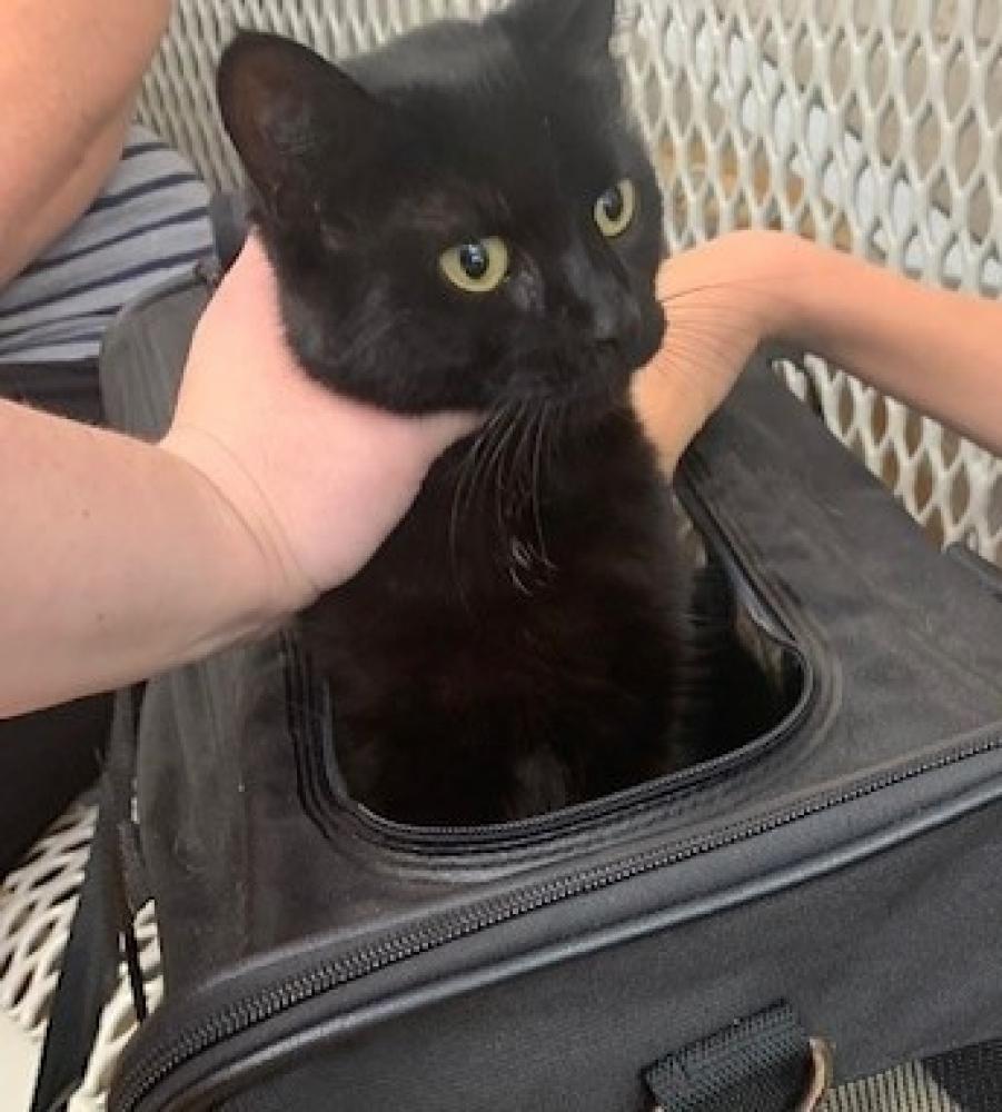 Shelter Stray Female Cat last seen Fairfax Station, VA 22039, Fairfax, VA 22032