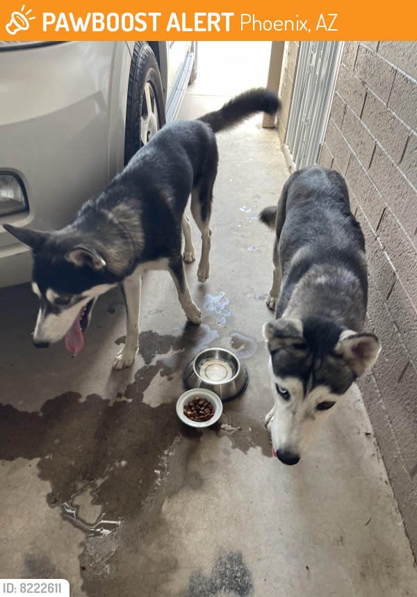 Found/Stray Unknown Dog last seen Thomas and 43rd Ave , Phoenix, AZ 85031