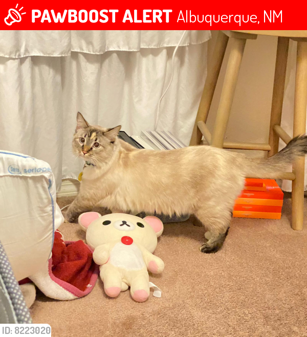 Lost Female Cat last seen Valencia dr and Gibson , Albuquerque, NM 87108