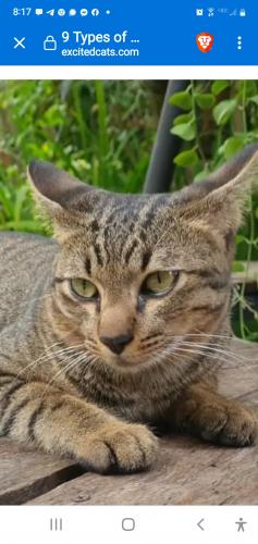 Lost Male Cat last seen Lidl's on Rt 3 Fredericksburg, VA, Fredericksburg, VA 22401