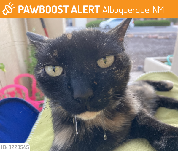 Found/Stray Female Cat last seen Monroe and Trumbull , Albuquerque, NM 87108