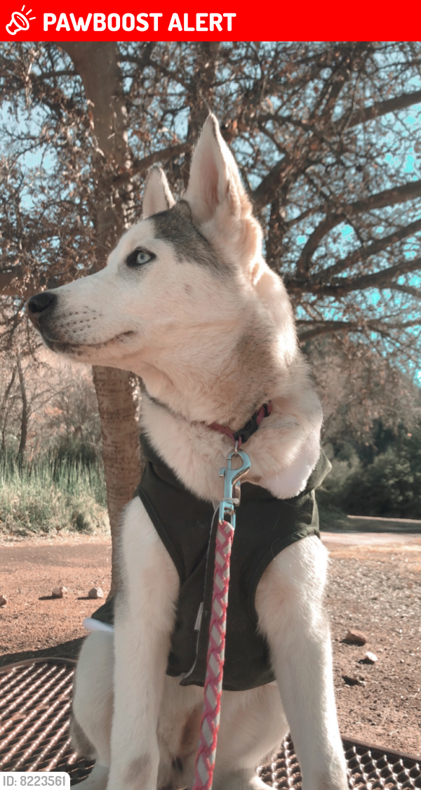 Lost Female Dog last seen Broadway , Apache Junction, AZ 85119