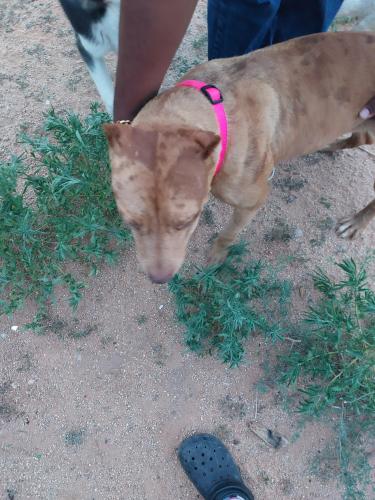 Lost Female Dog last seen Near crezea Circle , Los Lunas, NM 87031